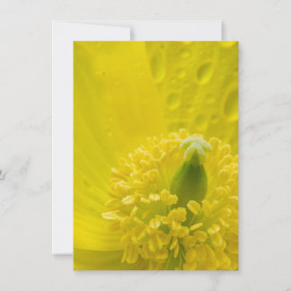 Oriental Yellow Poppy Invitation