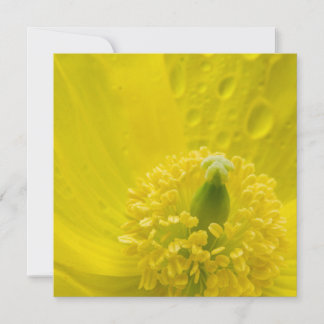 Oriental Yellow Poppy Invitation