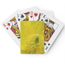 Oriental Yellow Poppy