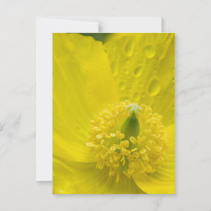 Oriental Yellow Poppy Postcard