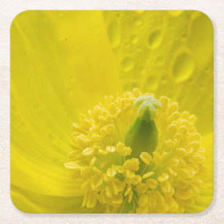 Oriental Yellow Poppy Square Paper Coaster