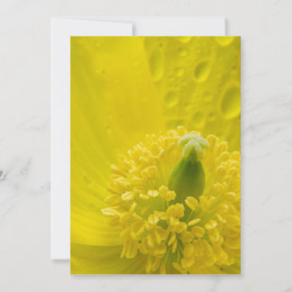 Oriental Yellow Poppy Thank You Card