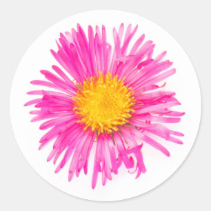 Original cute single PINK FLOWER blossom plant Classic Round Sticker