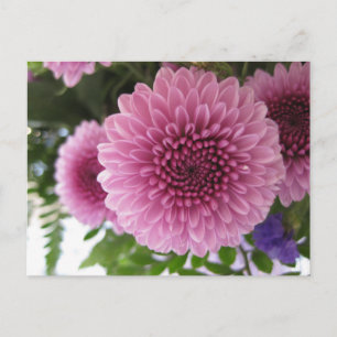 Original Floral Macro Pink Chrysanthemum Photo  Postcard
