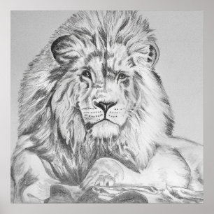 Original Pencil sketch Drawing of a Lion Poster