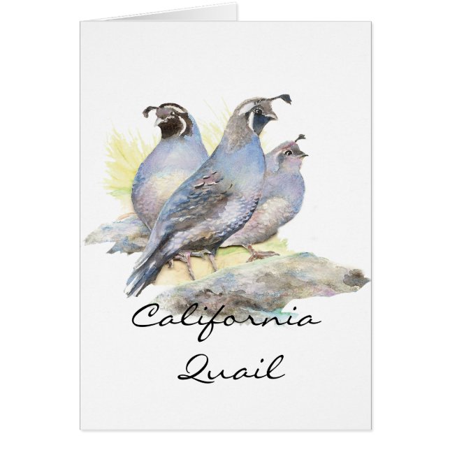 Original Watercolor California Quail. Bird (Front)
