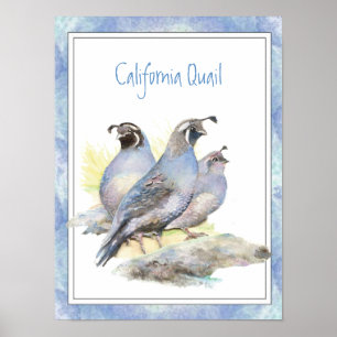 Original Watercolor California Quail Bird Poster