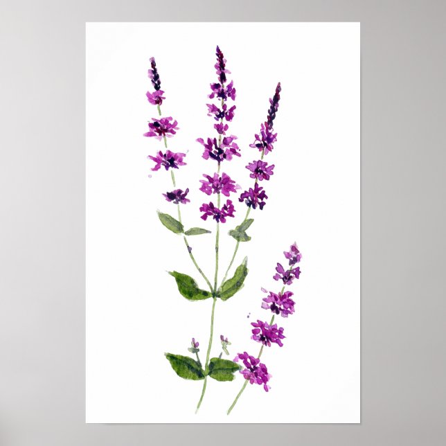 original watercolor painting purple salvia flowers poster (Front)