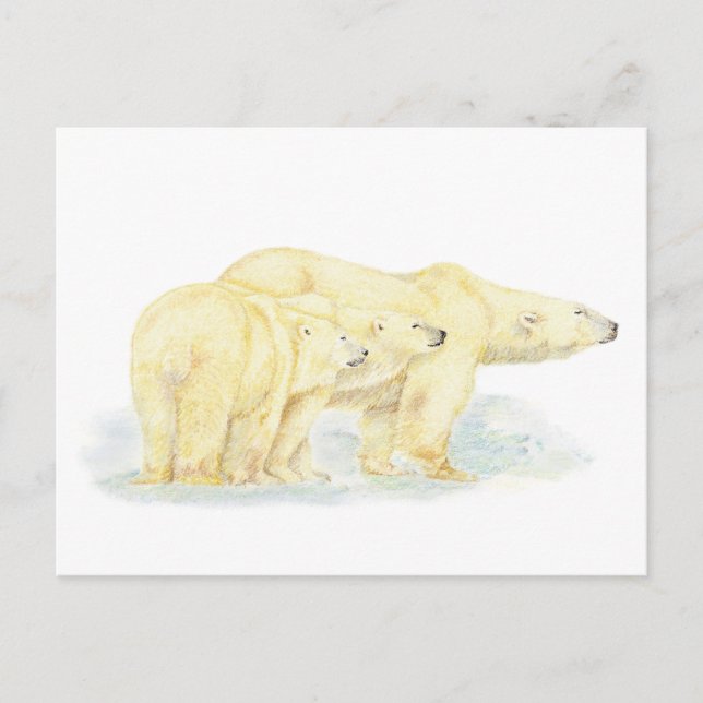Original Watercolor Polar Bear Family Animal Postcard (Front)