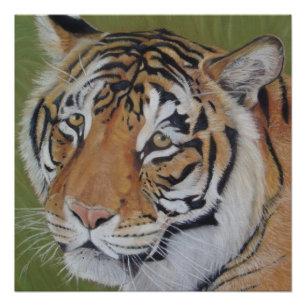 original wildlife painting portrait of tiger poster