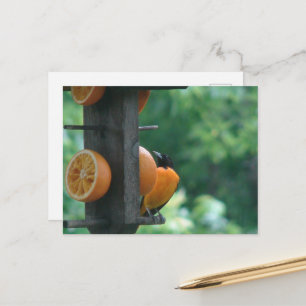 Oriole and Oranges Postcard