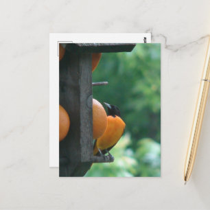 Oriole and Oranges Postcard