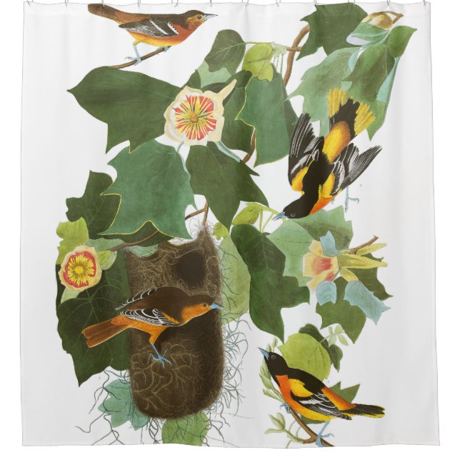 Oriole Birds Wildlife Nest Audubon Shower Curtain (Front)