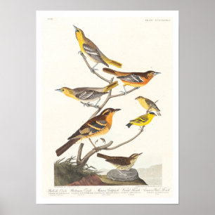 Oriole, Goldfinch, Thrush by Audubon Poster