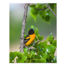 Oriole Looking Above