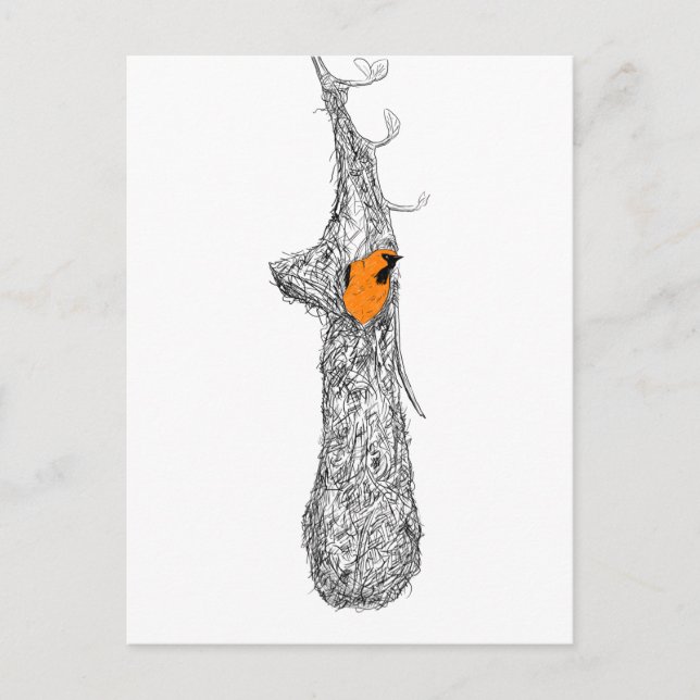 Oriole Nest Postcard (Front)