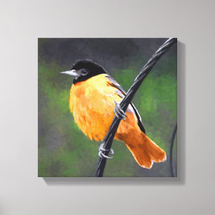 Oriole Painting - Original Bird Art Canvas Print