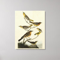 Orioles, Thrushes, from Audubon's Birds of America