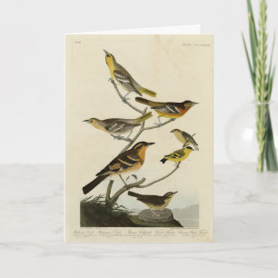 Orioles, Thrushes, from Audubon's Birds of America Card