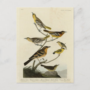 Orioles, Thrushes, from Audubon's Birds of America Postcard