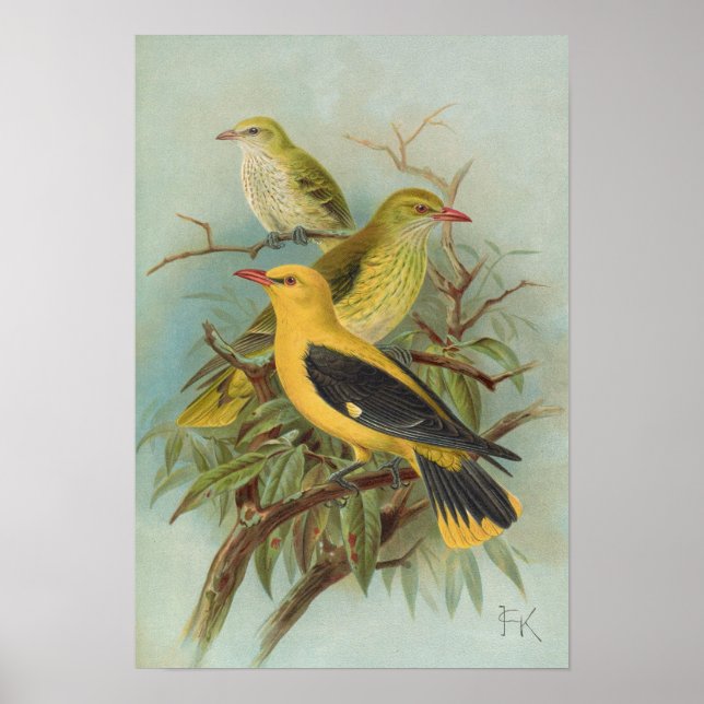 Oriolus oriolus by Johann Friedrich Naumann Poster (Front)