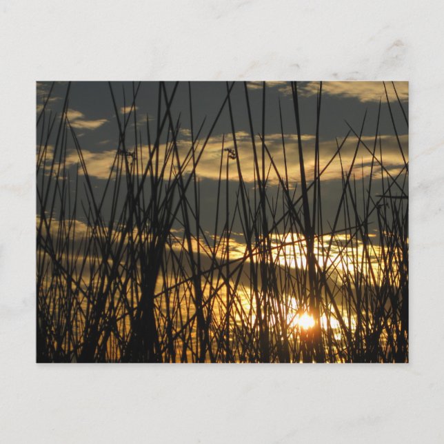 Orlando Sunset Postcard (Front)