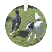 ornament  -  Border Collies Playing Ball 