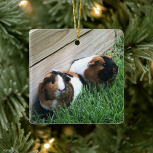Ornament - Guinea Pigs