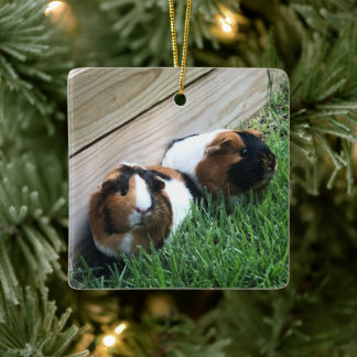 Ornament - Guinea Pigs