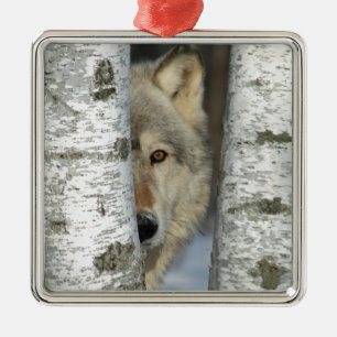 ornament with pic of grey wolf in some birch trees