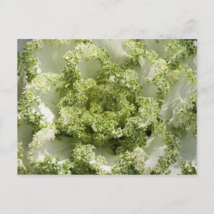 Ornamental Cabbage Postcard