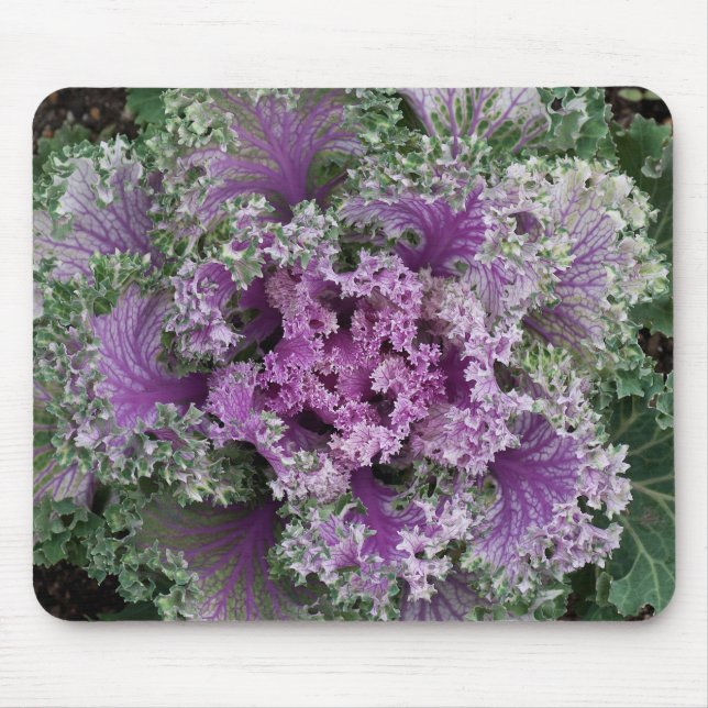 Ornamental Curly Leaf Cabbage Plant Mouse Mat (Front)