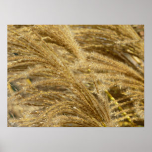 Ornamental Grasses in Fall Poster