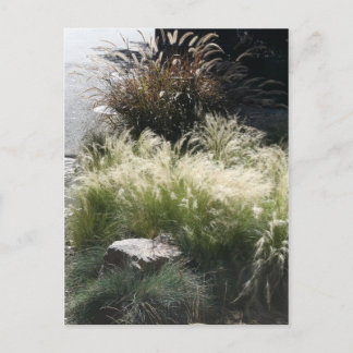 Ornamental Grasses Postcard