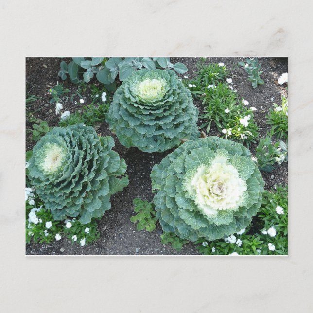 ornamental kale postcard (Front)