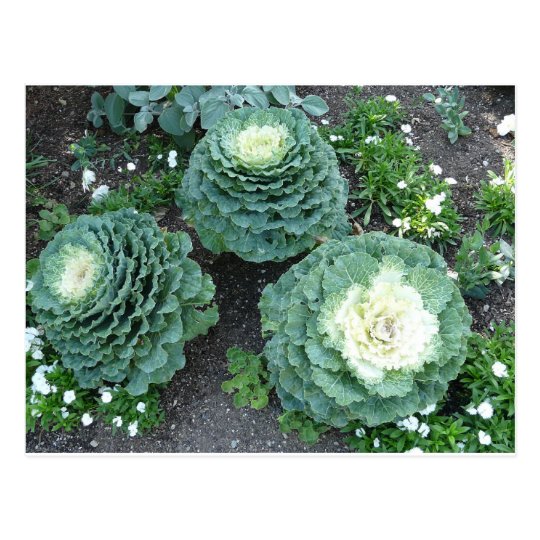 ornamental kale postcard