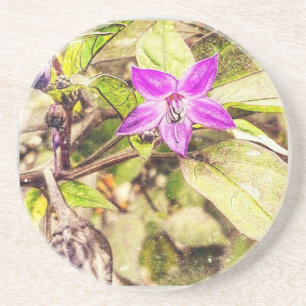 Ornamental Peppers Coaster