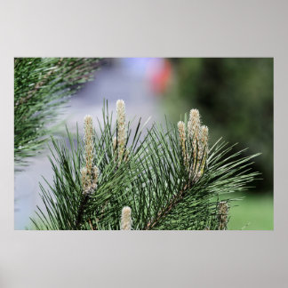 ornamental pine bush poster