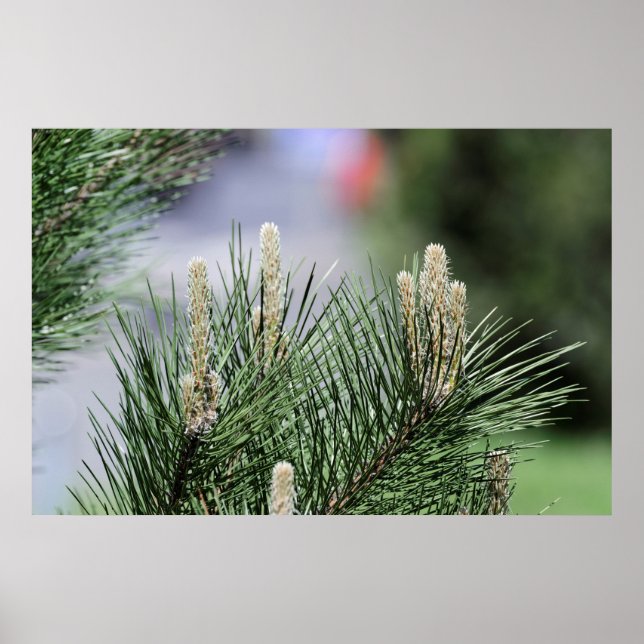 ornamental pine bush poster (Front)
