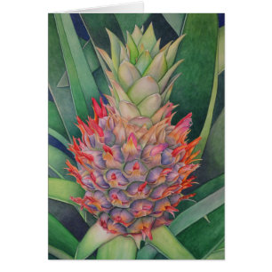Ornamental Pineapple