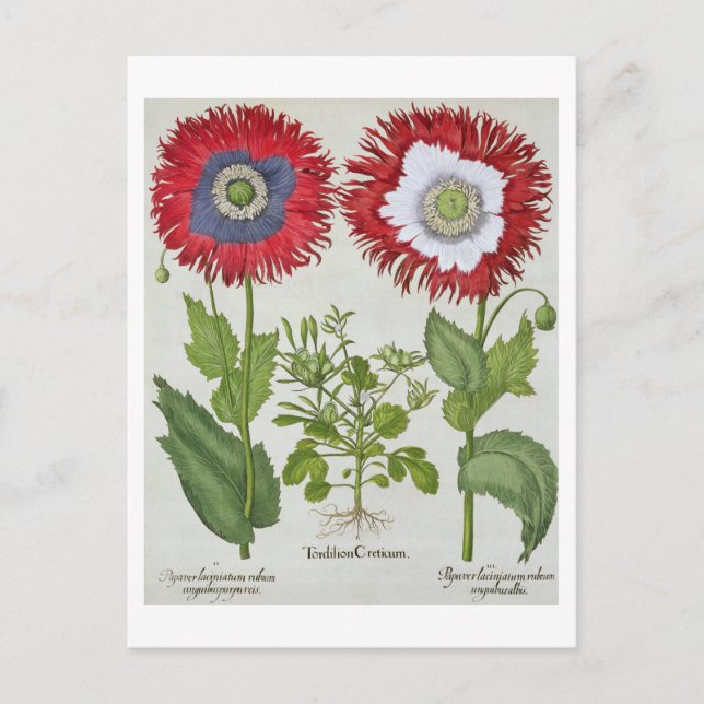 Ornamental Poppies, from the 'Hortus Eystettensis' Postcard (Front)