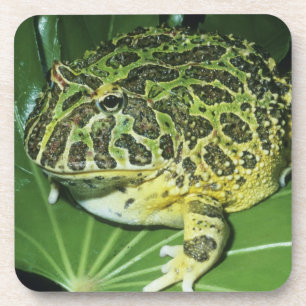 Ornate Horned Frog, (Ceratophrys ornata), Coaster