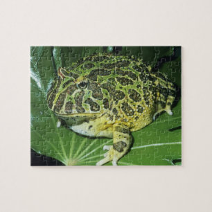 Ornate Horned Frog, (Ceratophrys ornata), Jigsaw Puzzle