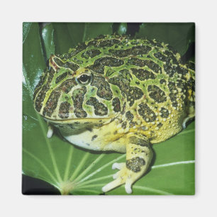 Ornate Horned Frog, (Ceratophrys ornata), Magnet
