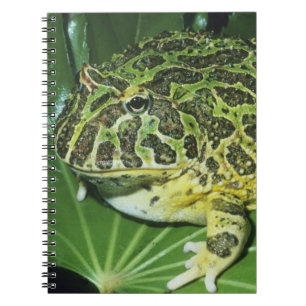 Ornate Horned Frog, (Ceratophrys ornata), Notebook