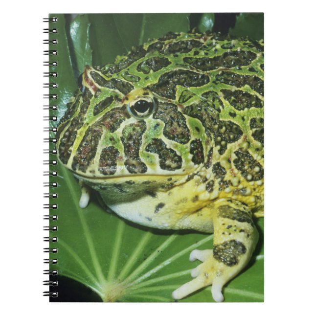 Ornate Horned Frog, (Ceratophrys ornata), Notebook (Front)