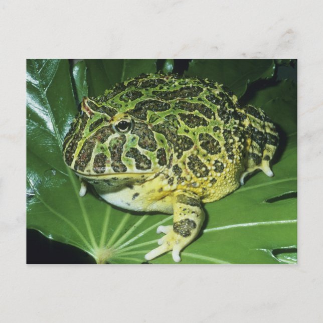 Ornate Horned Frog, (Ceratophrys ornata), Postcard (Front)