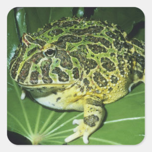 Ornate Horned Frog, (Ceratophrys ornata), Square Sticker