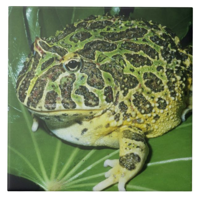 Ornate Horned Frog, (Ceratophrys ornata), Tile (Front)