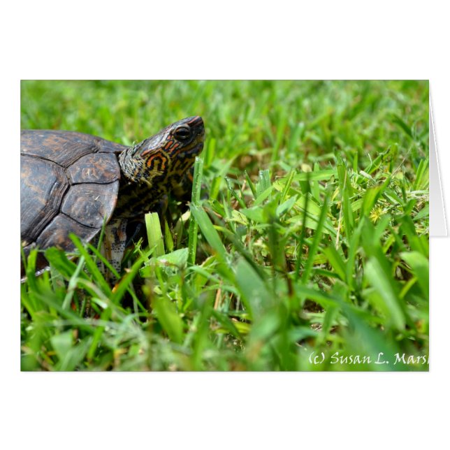 ornate wood turtle looking right (Front Horizontal)